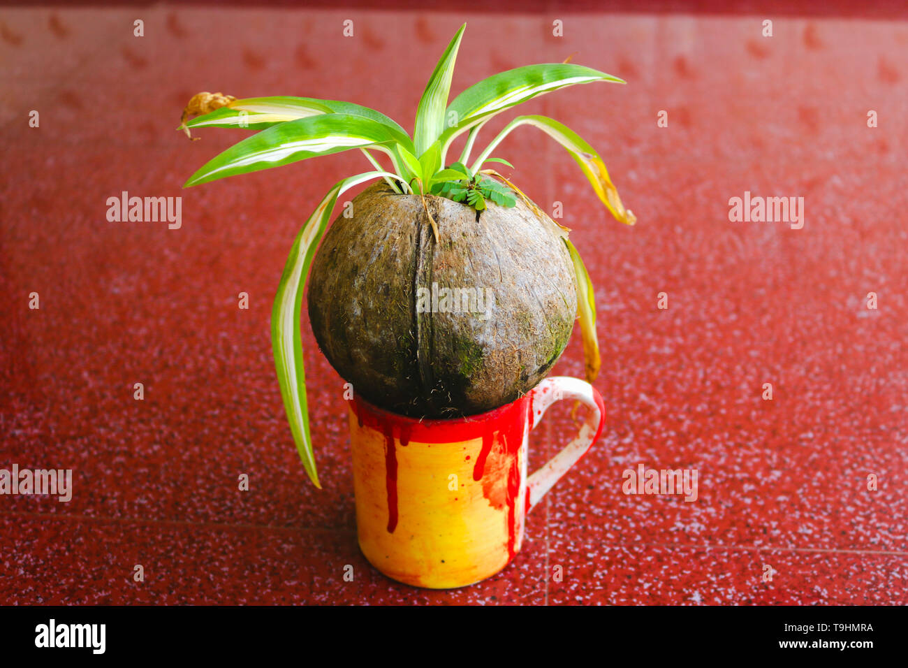 Plant on a cup Stock Photo