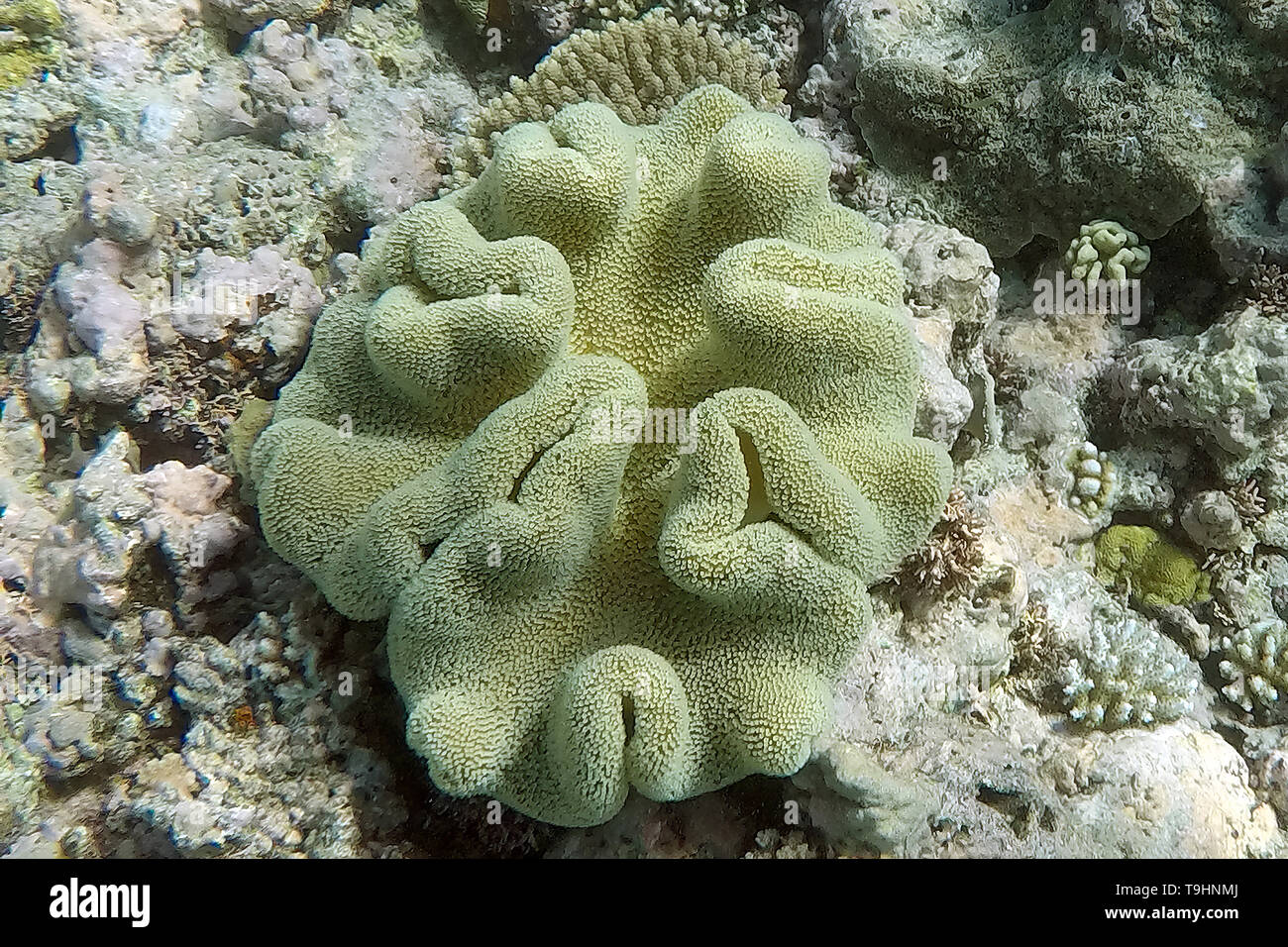 Escape reef sale