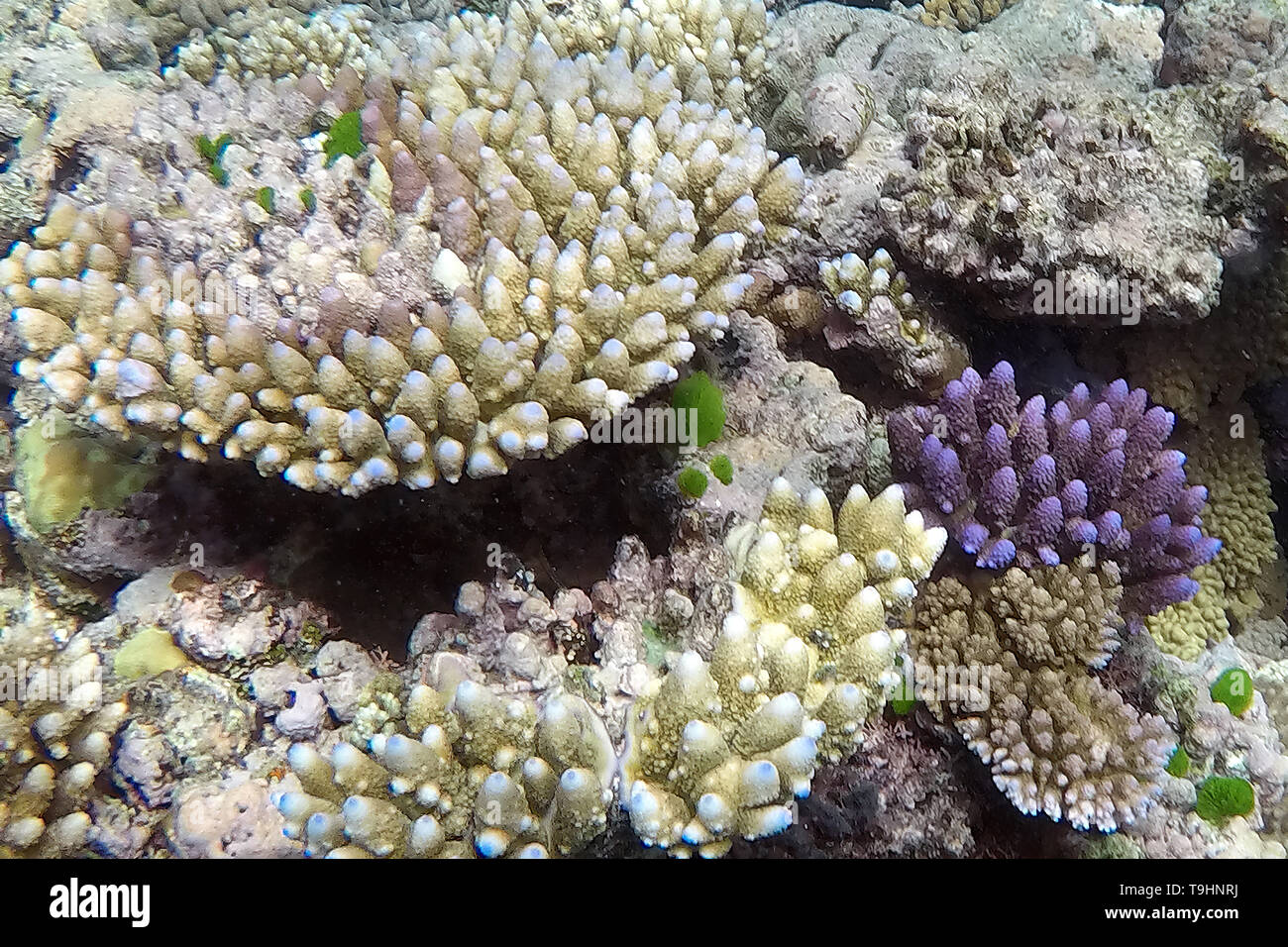 Ribbon Reef No. 9, Great Barrier Reef Stock Photo Alamy