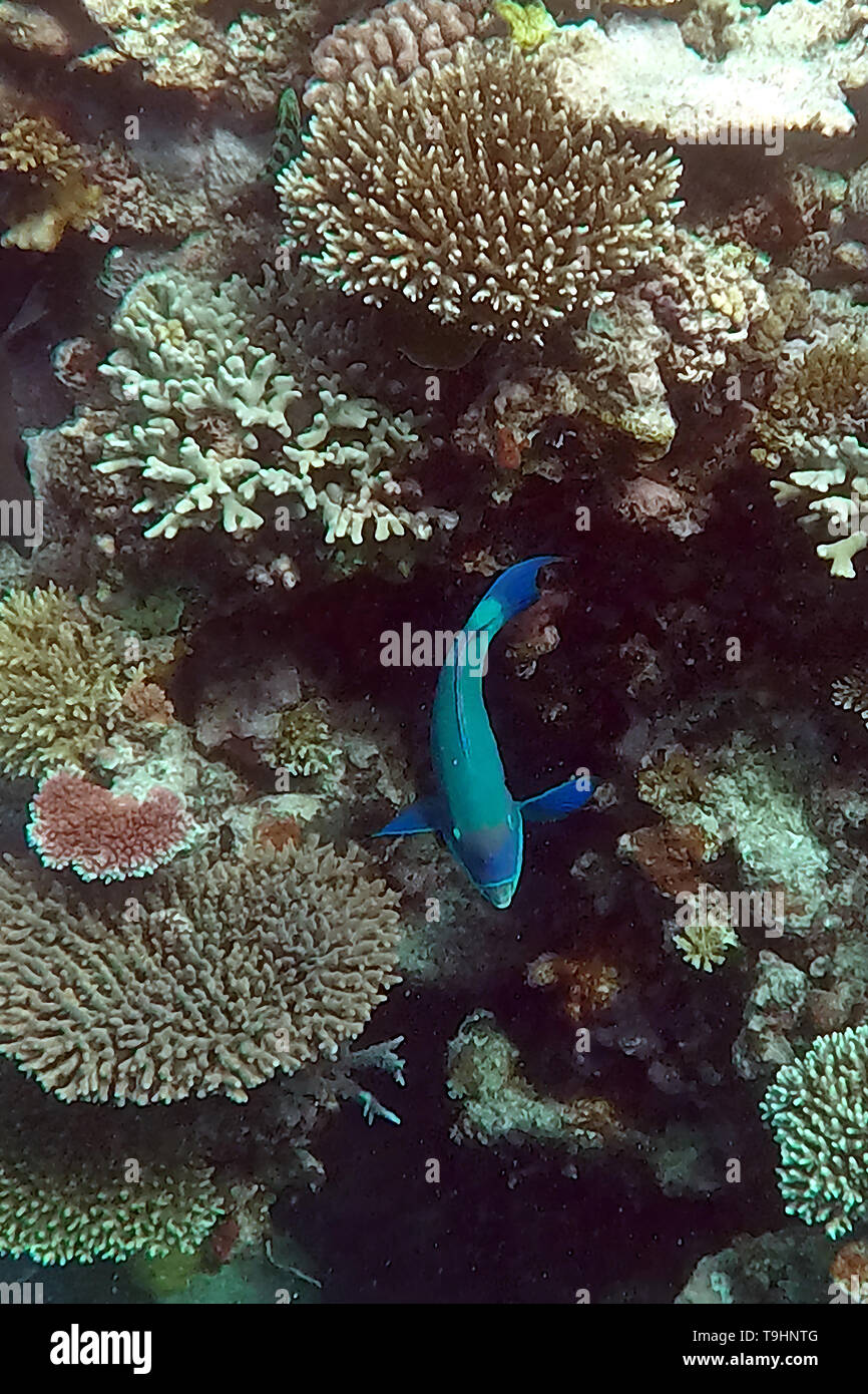 Steephead Parrotfish, Chlorurus microrhinos, Ribbon Reef No. 9, Great Barrier Reef Stock Photo