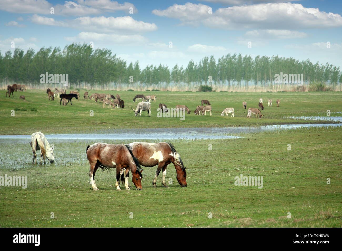 Herd horses on field green hi-res stock photography and images - Alamy