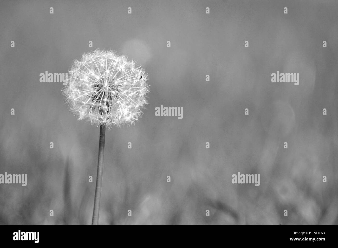 Full dandelion seed head Black and White Stock Photos & Images - Alamy