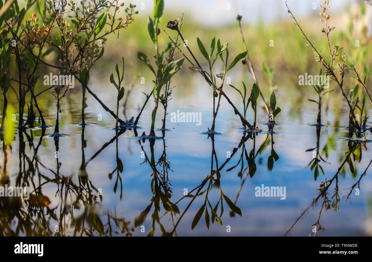 temporary rain ponds with vegetation. natural abstract art Stock Photo