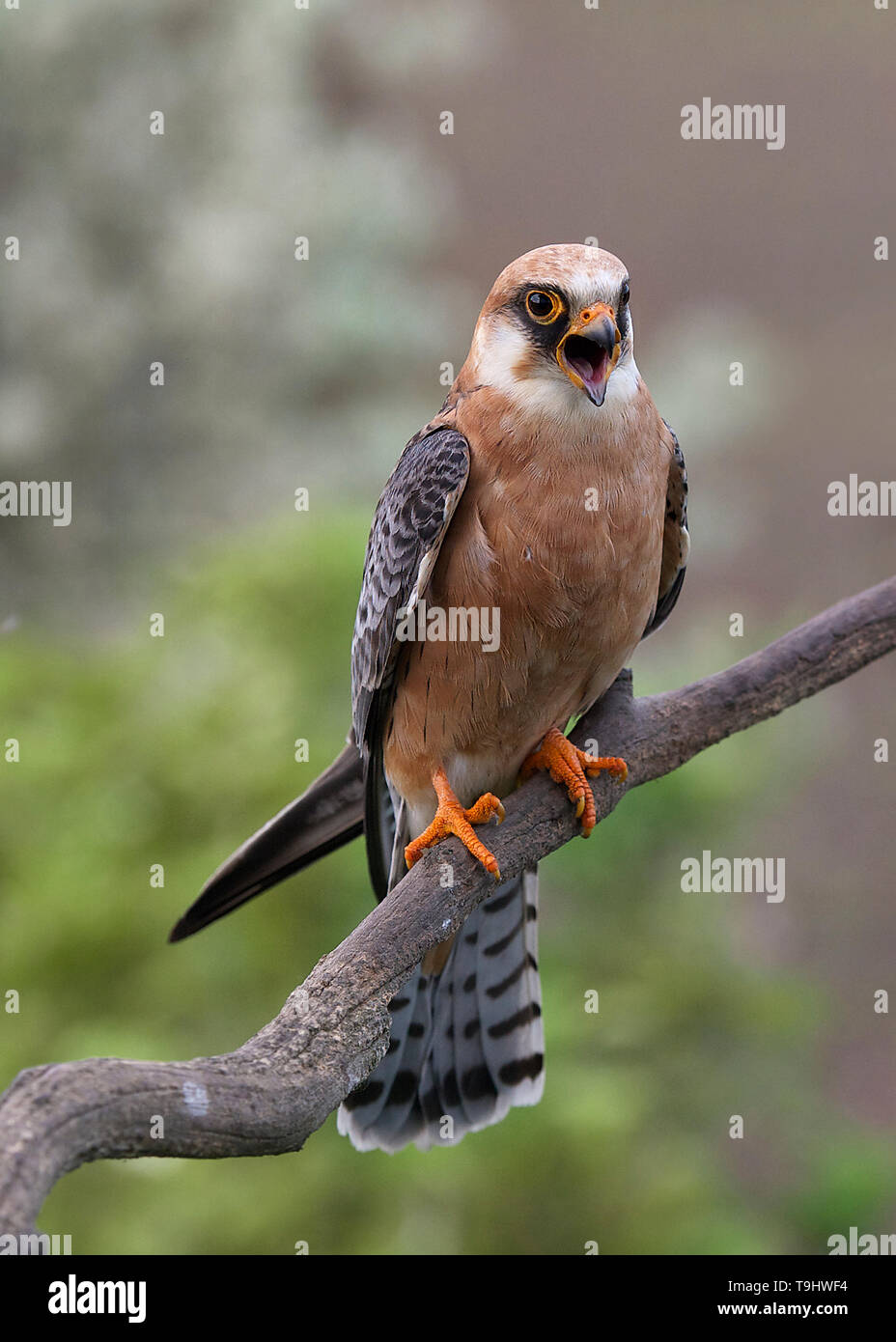 Red footed falcons hi-res stock photography and images - Alamy