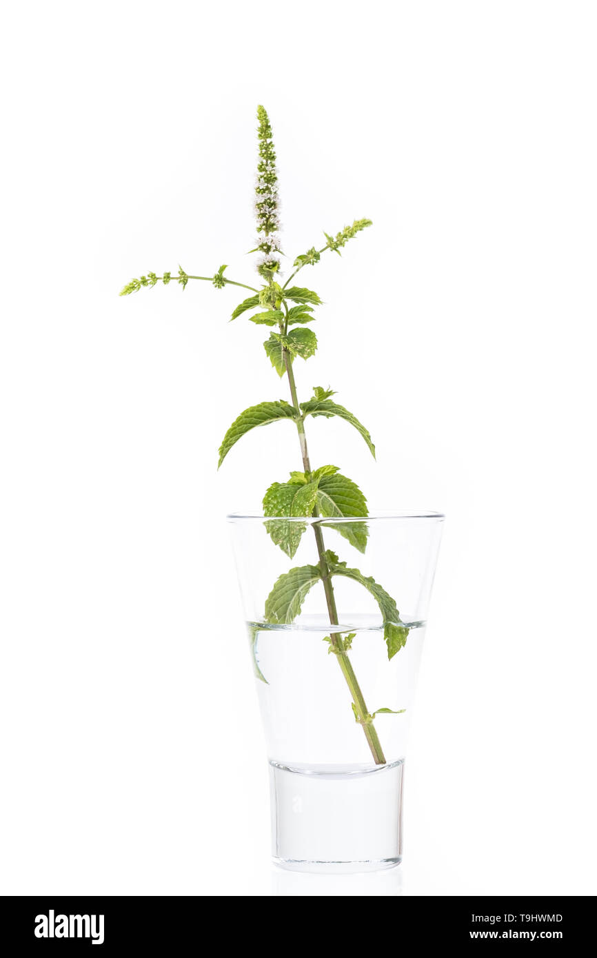Hugo mint (Mentha) with white flowers in a glass of water Stock Photo