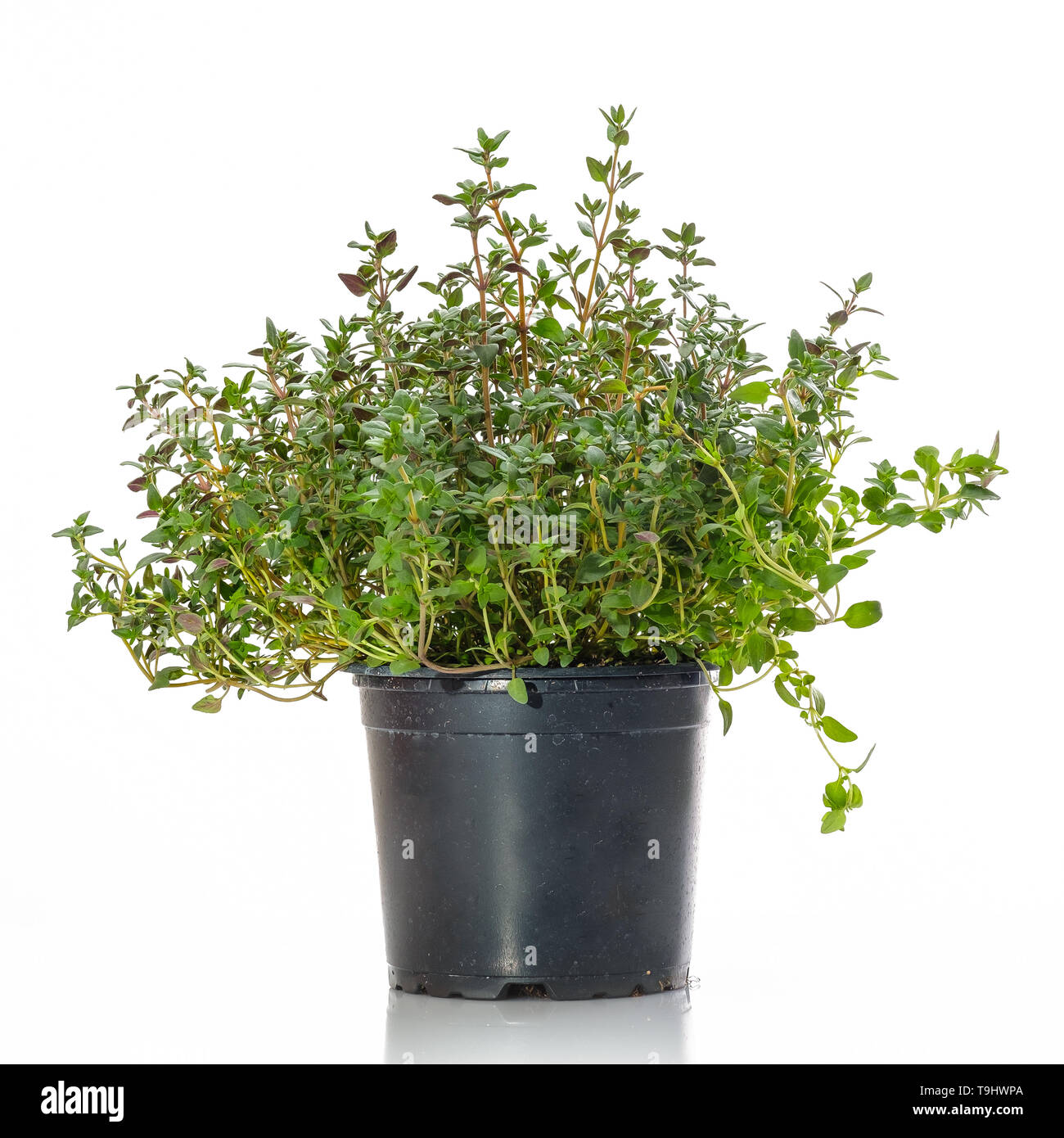 Thyme kitchen herb green white isolated Stock Photo Alamy
