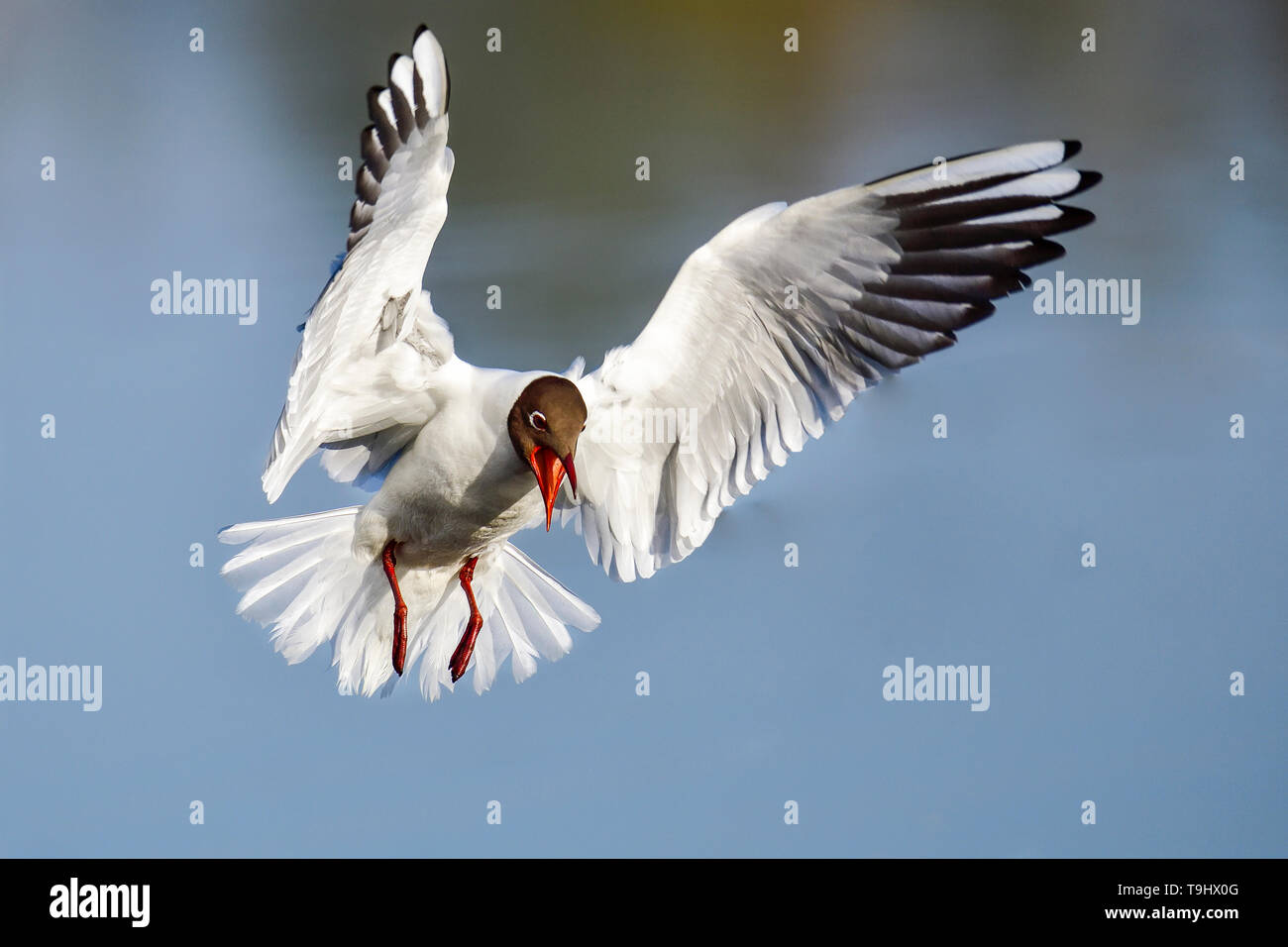 Slightly angry Black-headed Gull in flight Stock Photo