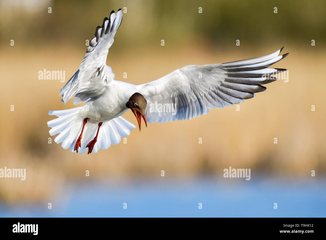 Black-headed Gull giving agressive warning call. Stock Photo