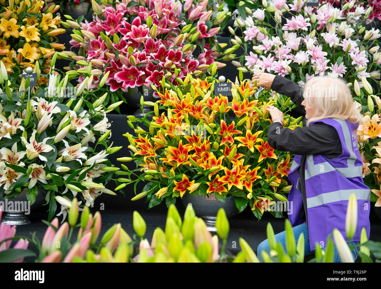 Royal Hospital Chelsea, London, UK. 19th May 2019. Chelsea Flower Show 2019 readies itself for judges with public opening on 21st May, finishing touches to exotic and colourful plant displays in the Great Pavilion. Credit: Malcolm Park/Alamy Live News. Stock Photo