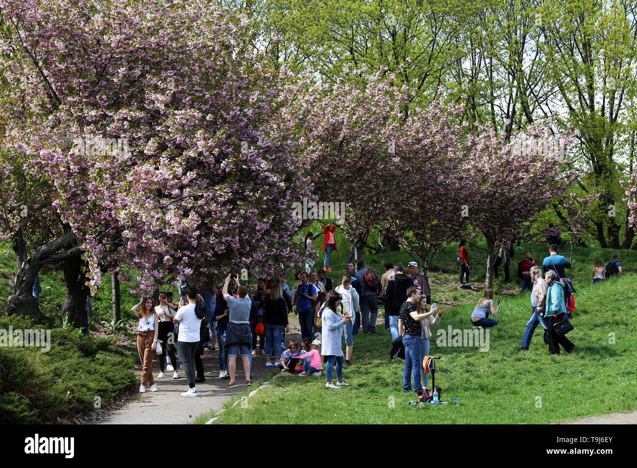 May 5, 2019 - Kiev, kiev, Ukraine - Visitors seen at the Hryshko National Botanical Garden..Hryshko National Botanical Garden is a botanical garden of the National Academy of Sciences of Ukraine. It contains 13,000 types of trees, shrubs, flowers and other plants from all over the world and The Botanical garden can impress with more than 350 species of orchids. (Credit Image: © Mohammad Javad Abjoushak/SOPA Images via ZUMA Wire) Stock Photo