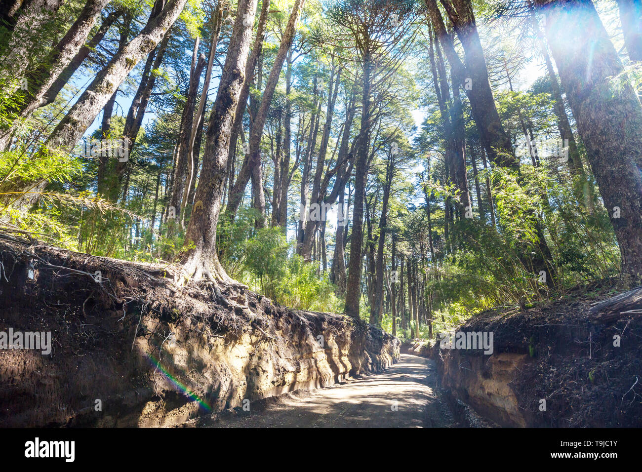 Unusual Araucaria (Araucaria araucana) trees in Andes mountains, Chile ...