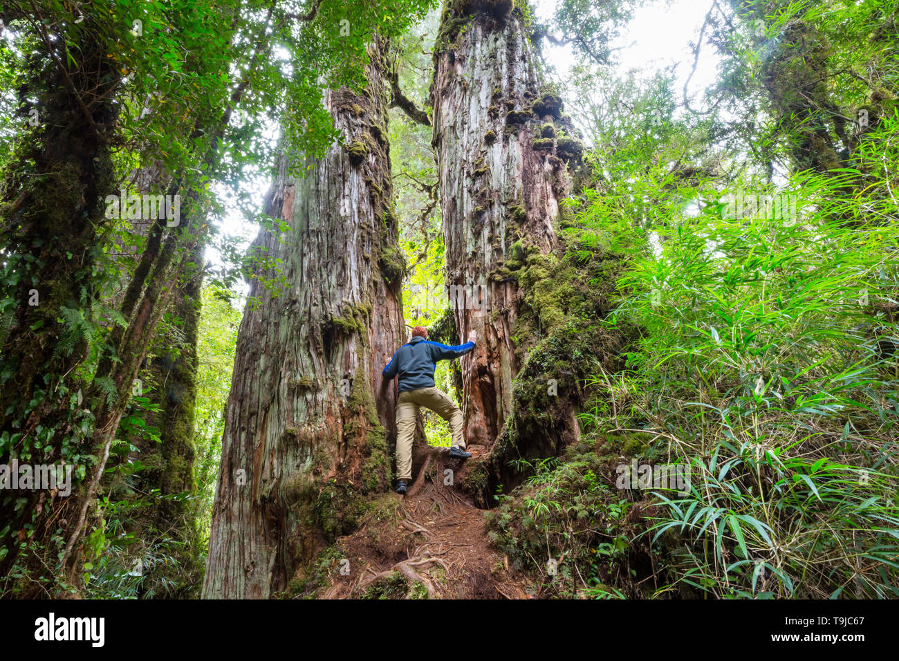 Giant tree in rain forest . Beautiful landscapes in Pumalin Park, Carretera Austral, Chile. Stock Photo