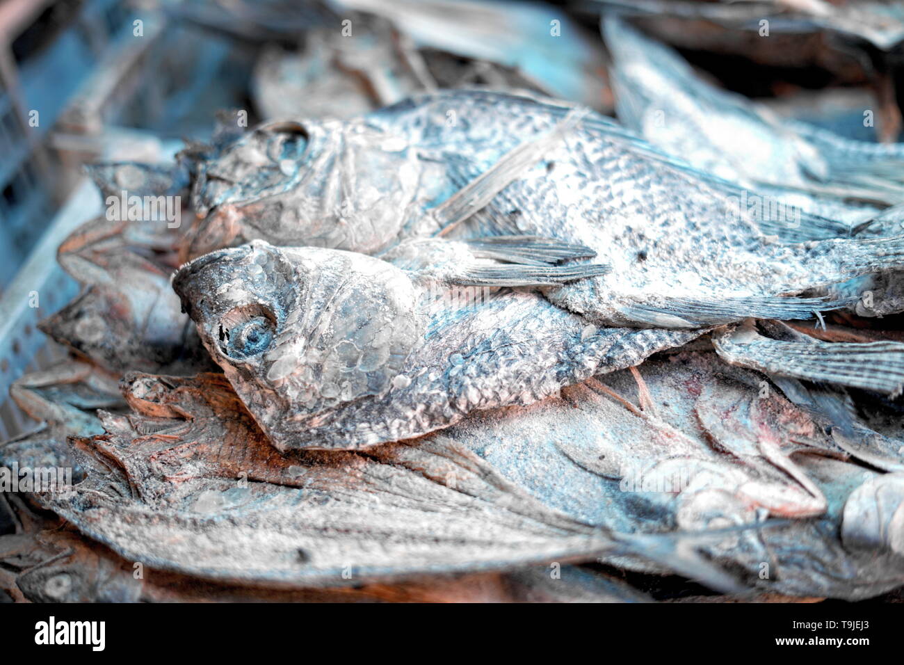 Pile of Dried salty fish for sale at Traditional fish market Stock