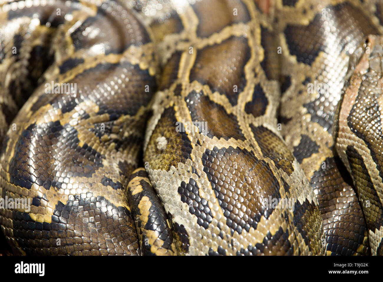 Closeup view at the python snake in nature Stock Photo - Alamy