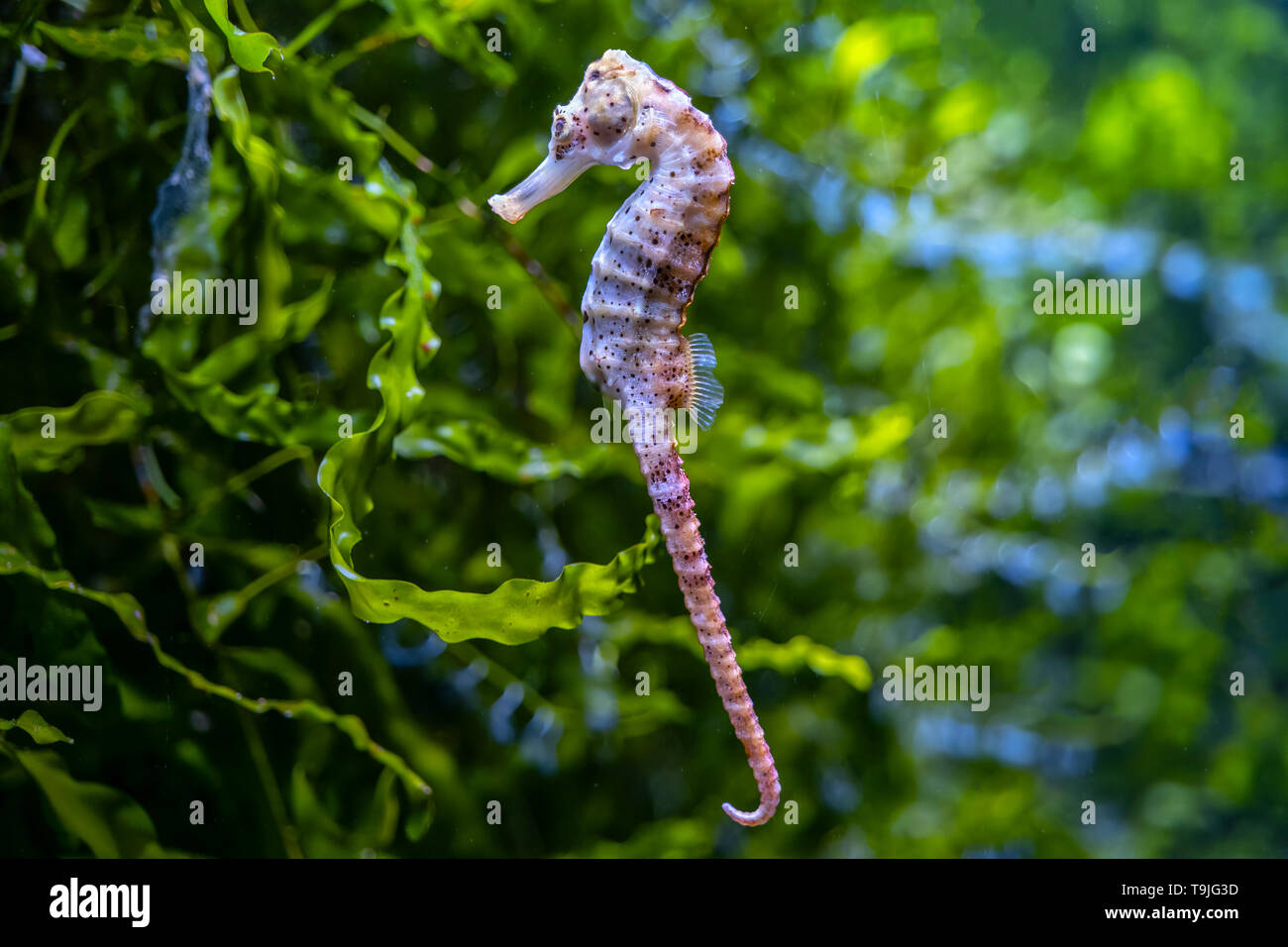 Longsnout seahorse (Hippocampus reidi) or Slender sea horse, small marine  fish in the family: Syngnathidae Stock Photo - Alamy