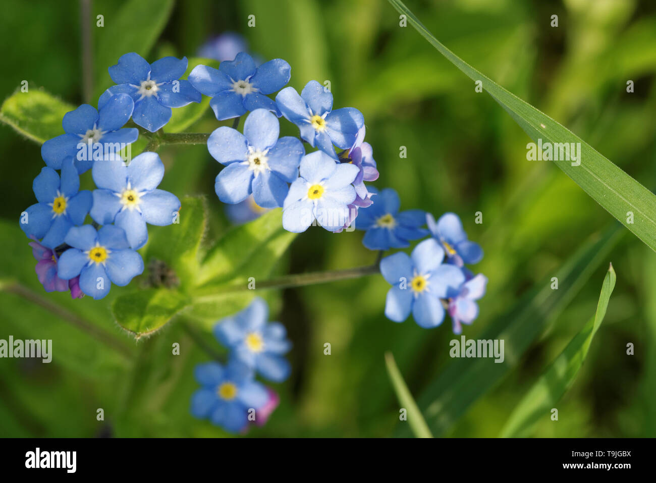 Forget-me-nots (Genus Myosotis) · iNaturalist