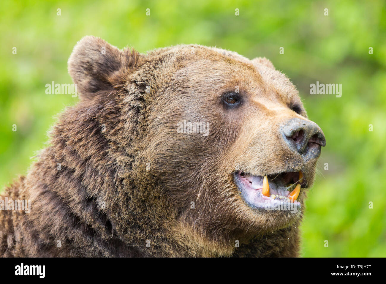 brown bear teeth