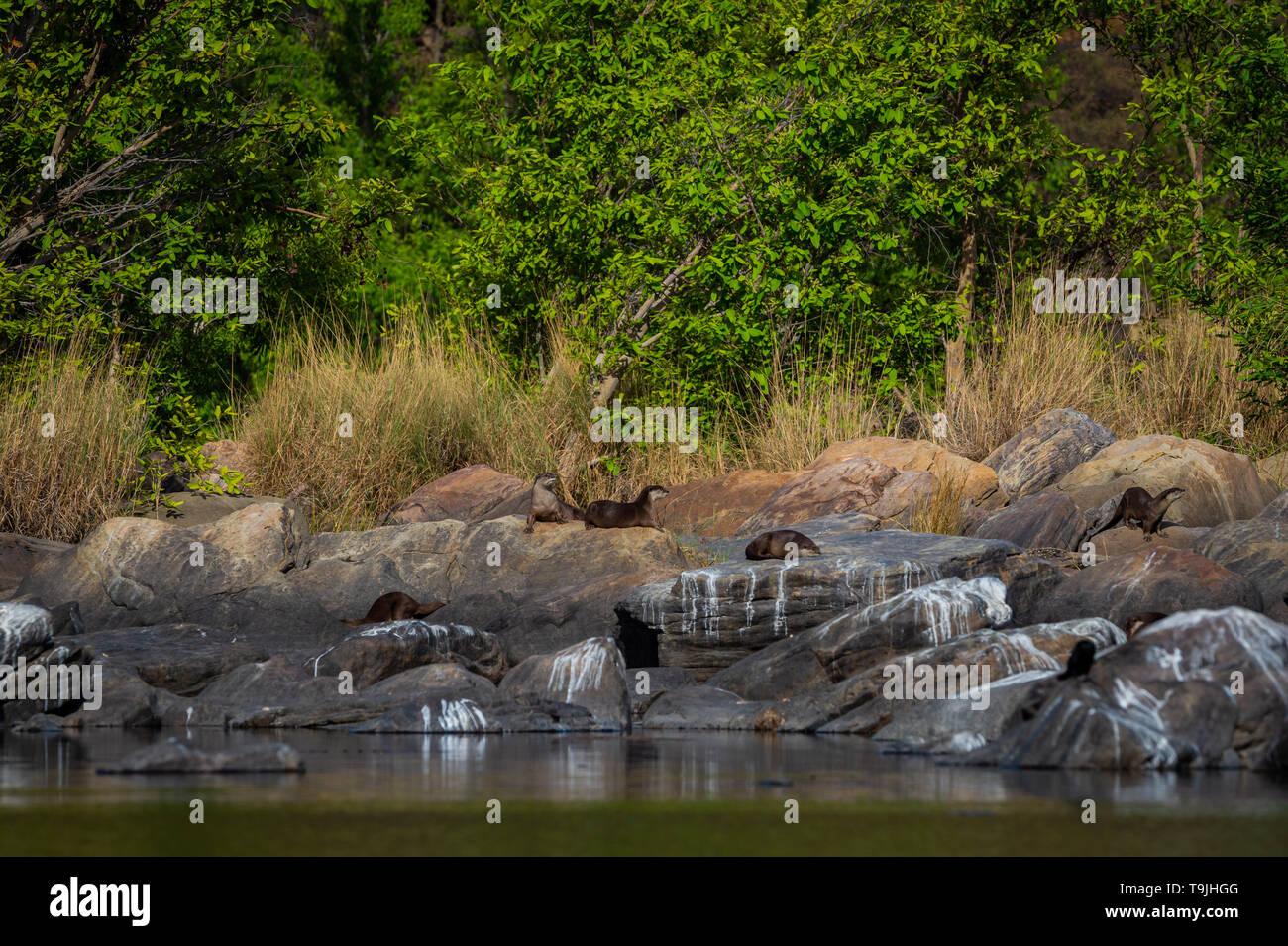 Otters of chambal river. A habitat image of Smooth-coated otter Lutrogale pers family pups are playing in morning light on rocks with green background Stock Photo