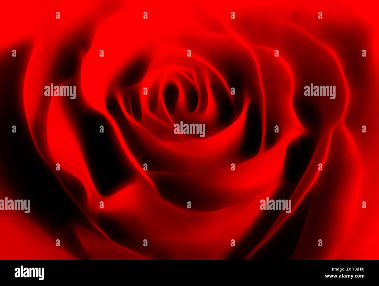abstract red rose background Stock Photo