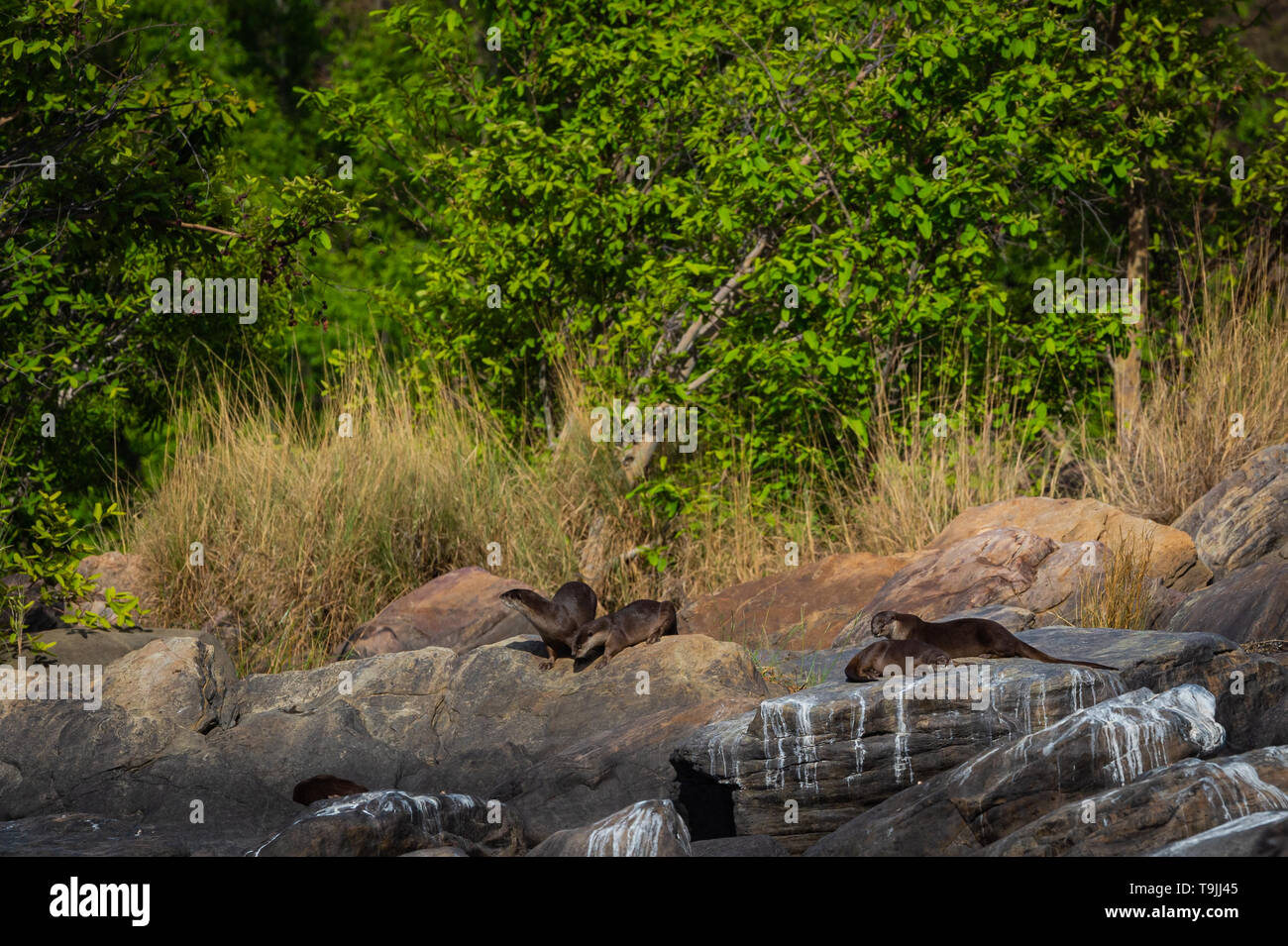 Otters of chambal river. A habitat image of Smooth-coated otter Lutrogale pers family pups are playing in morning light on rocks with green background Stock Photo