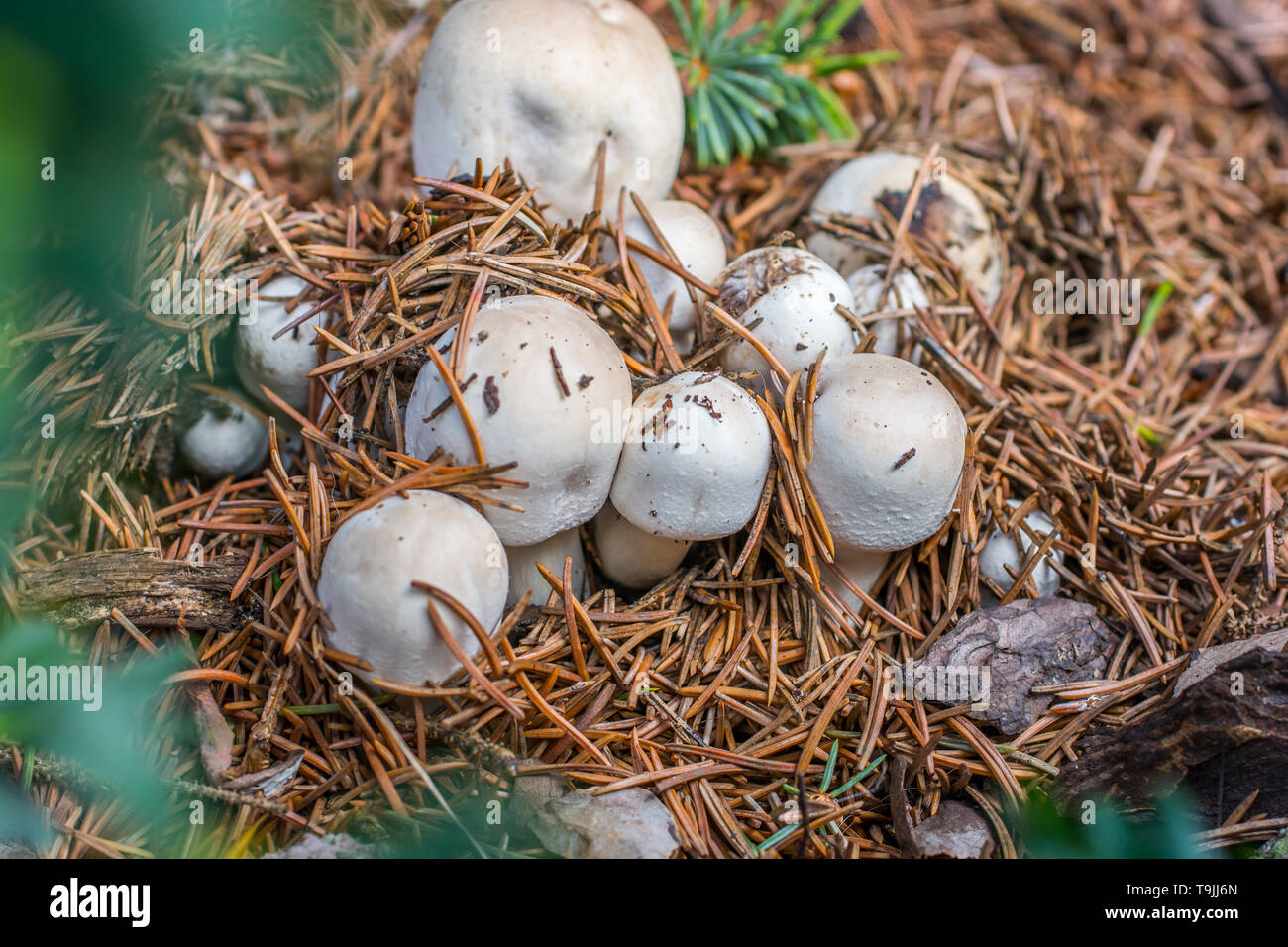 Fresh Champignons grow out of the forest floor Stock Photo