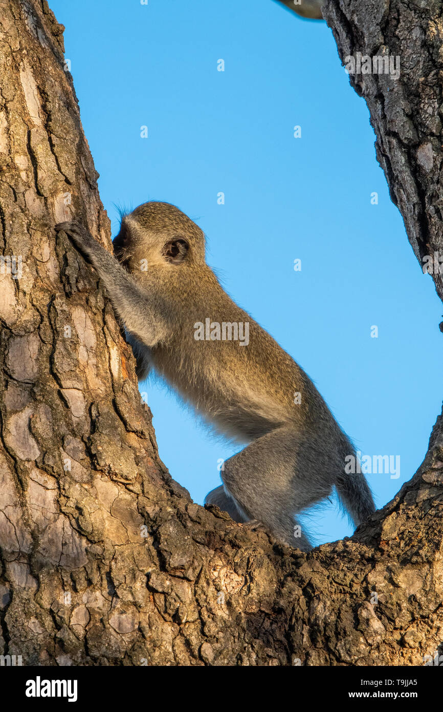 A Vervet monkey eating bark from the trunk of a tree. Stock Photo