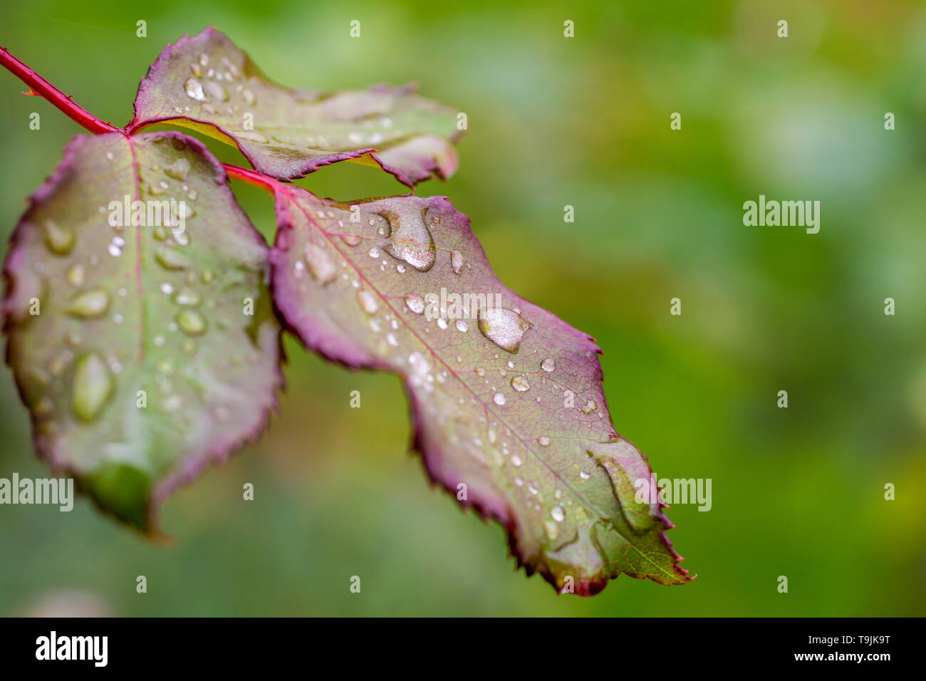 Natural background of a wet rose leaf Stock Photo