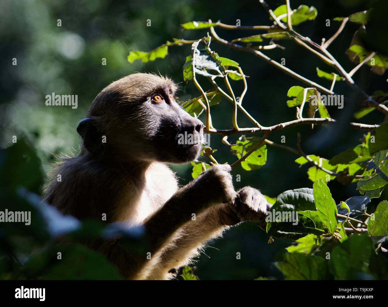 A young baboon stares thoughtfully whilst picking and gnawing at branches. The innocence and gentleness captured in his eyes is heart touching. Stock Photo