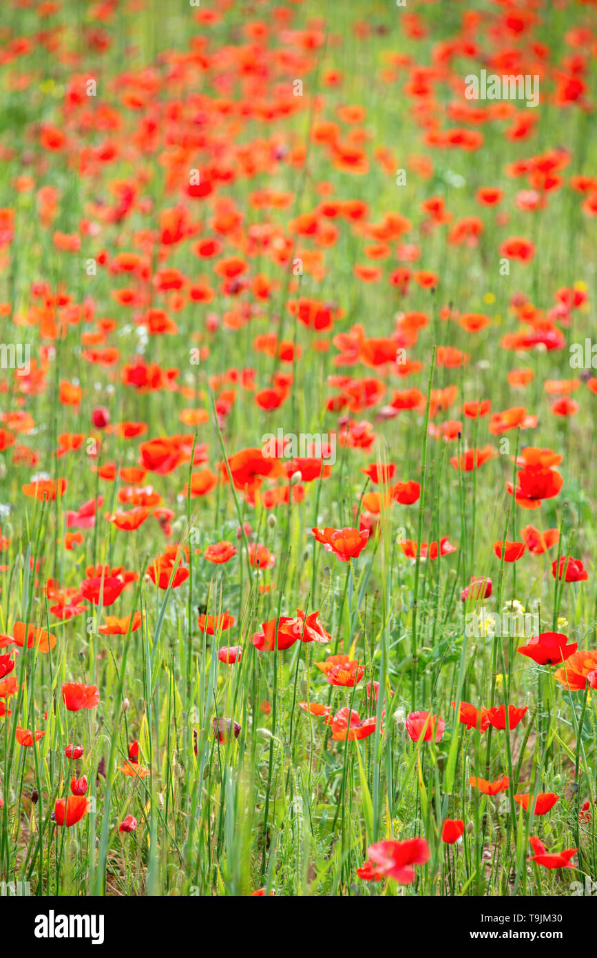 Poppies in a field, summer background Stock Photo