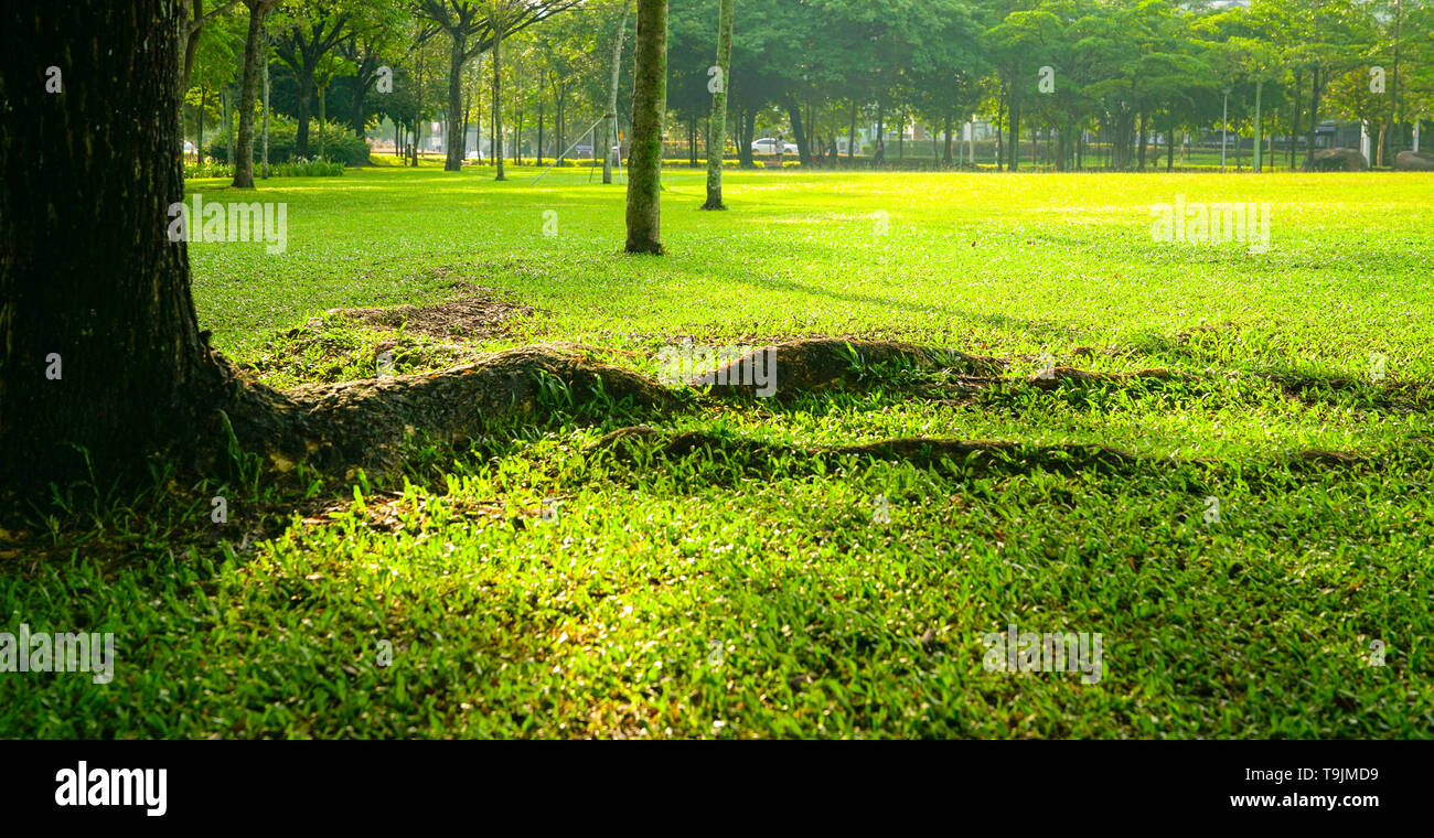 Big beautiful green field hi-res stock photography and images - Alamy