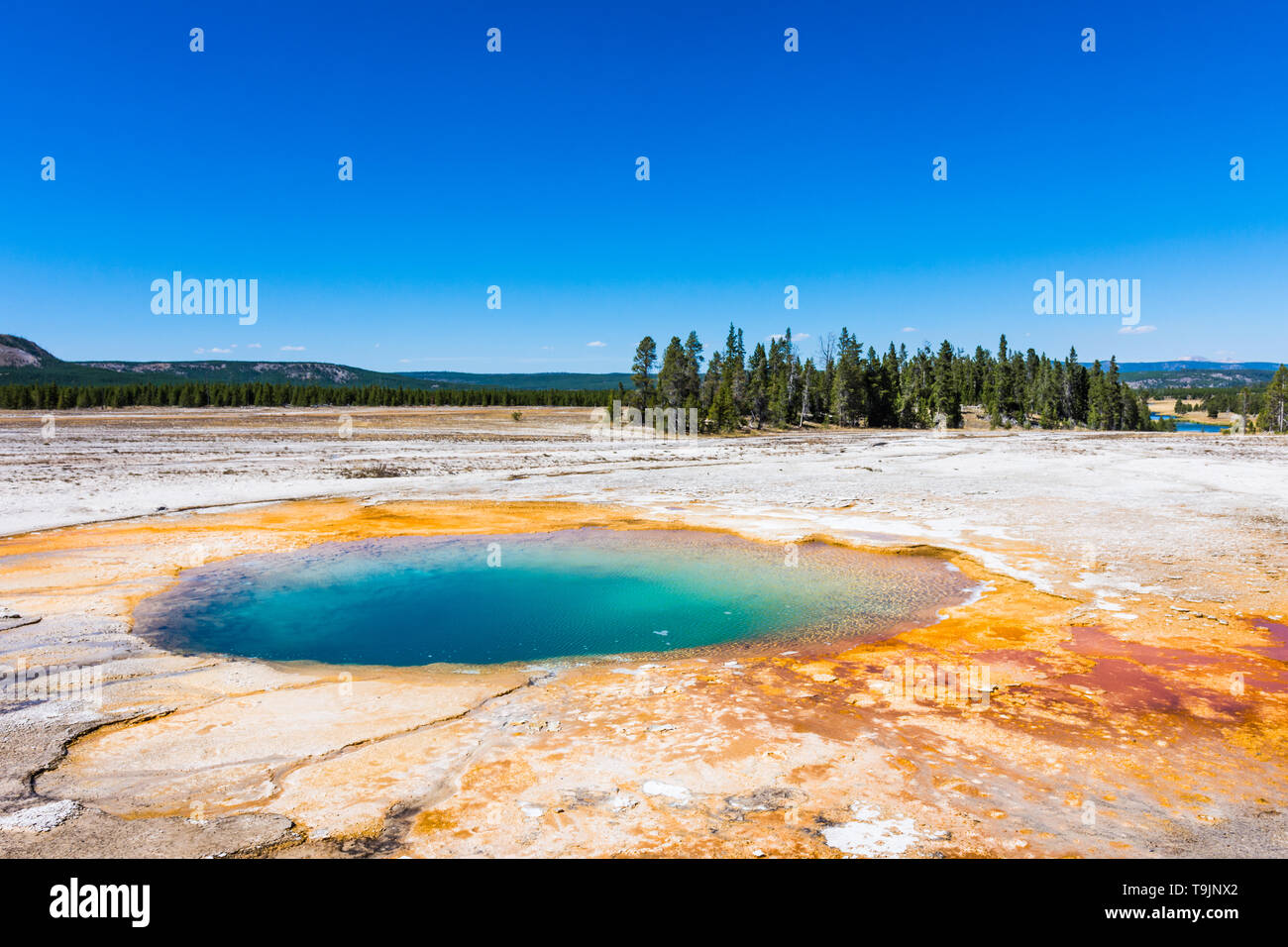 View of the multicolored Opal Pool in Yellowstone National Park with blue skies, and green forests on a sunny summer day Stock Photo