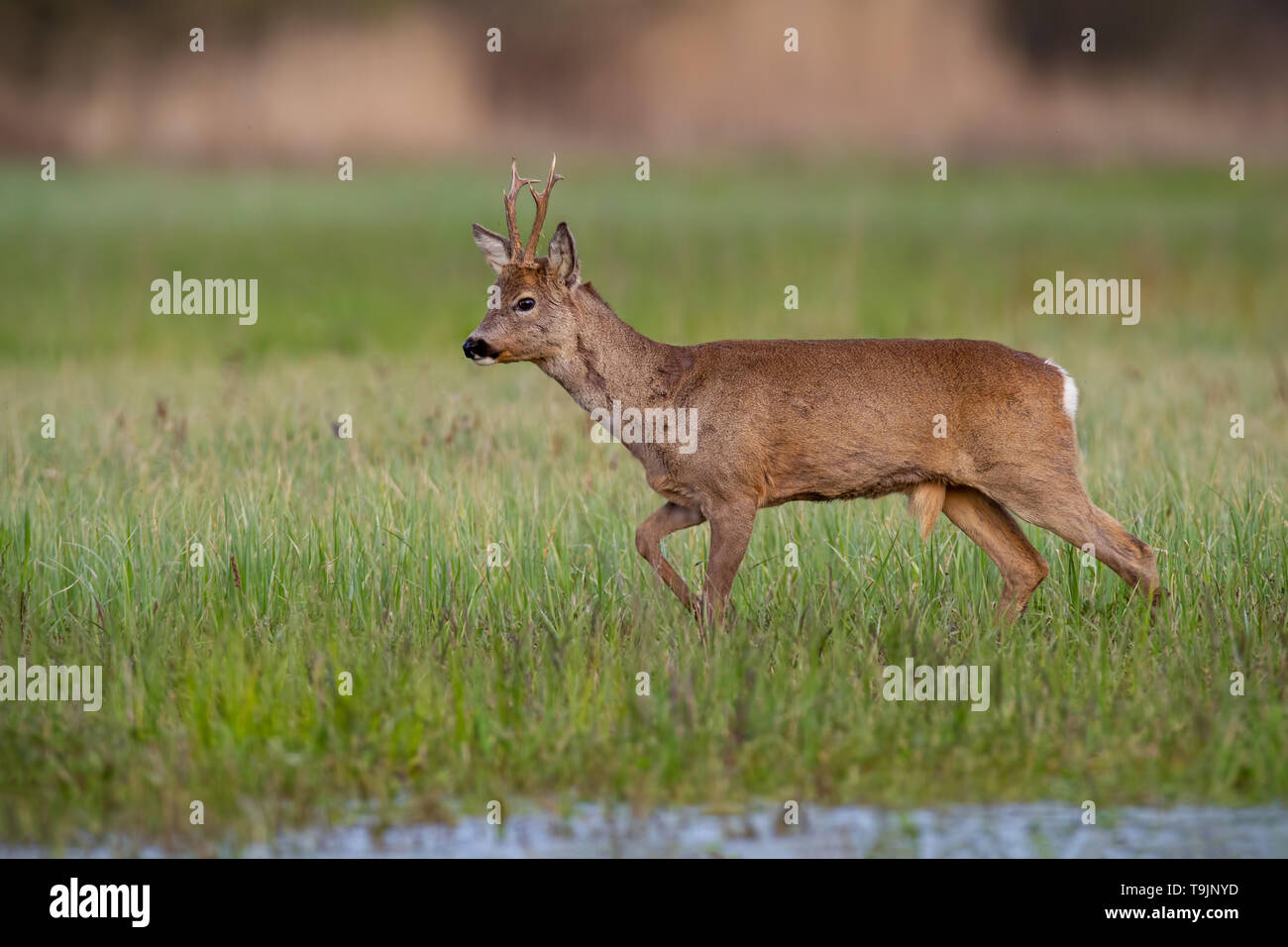 Roe deer buck in winter coat in spring walking on a green flooded meadow Stock Photo
