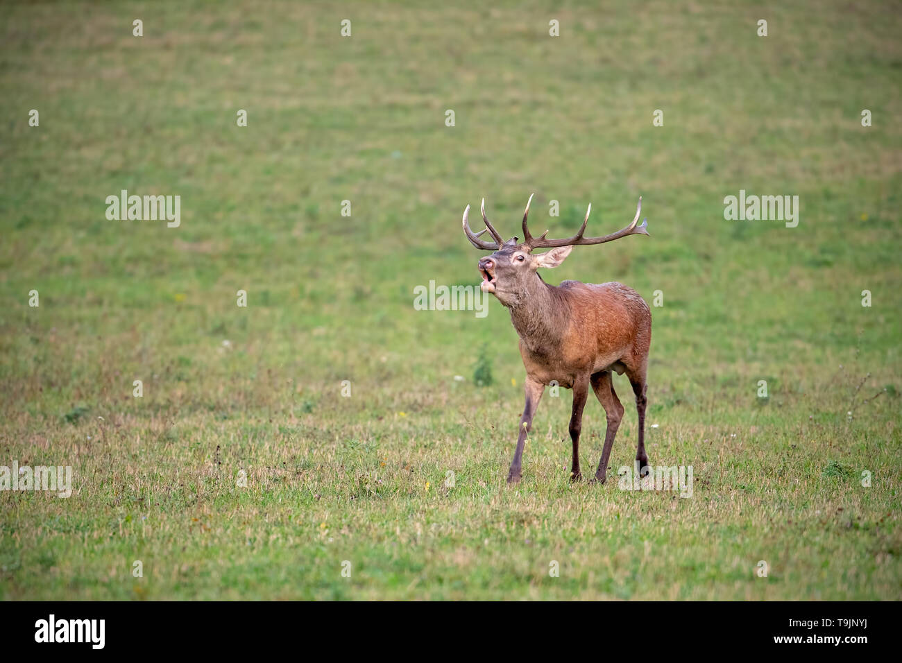 Bellowing red deer stag walking forward with space for copy Stock Photo