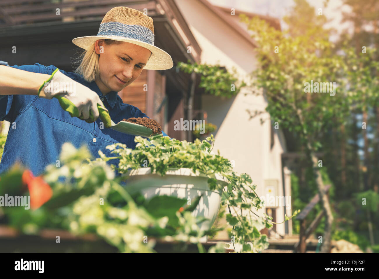 happy young woman planting summer flowers in pot at home backyard Stock Photo