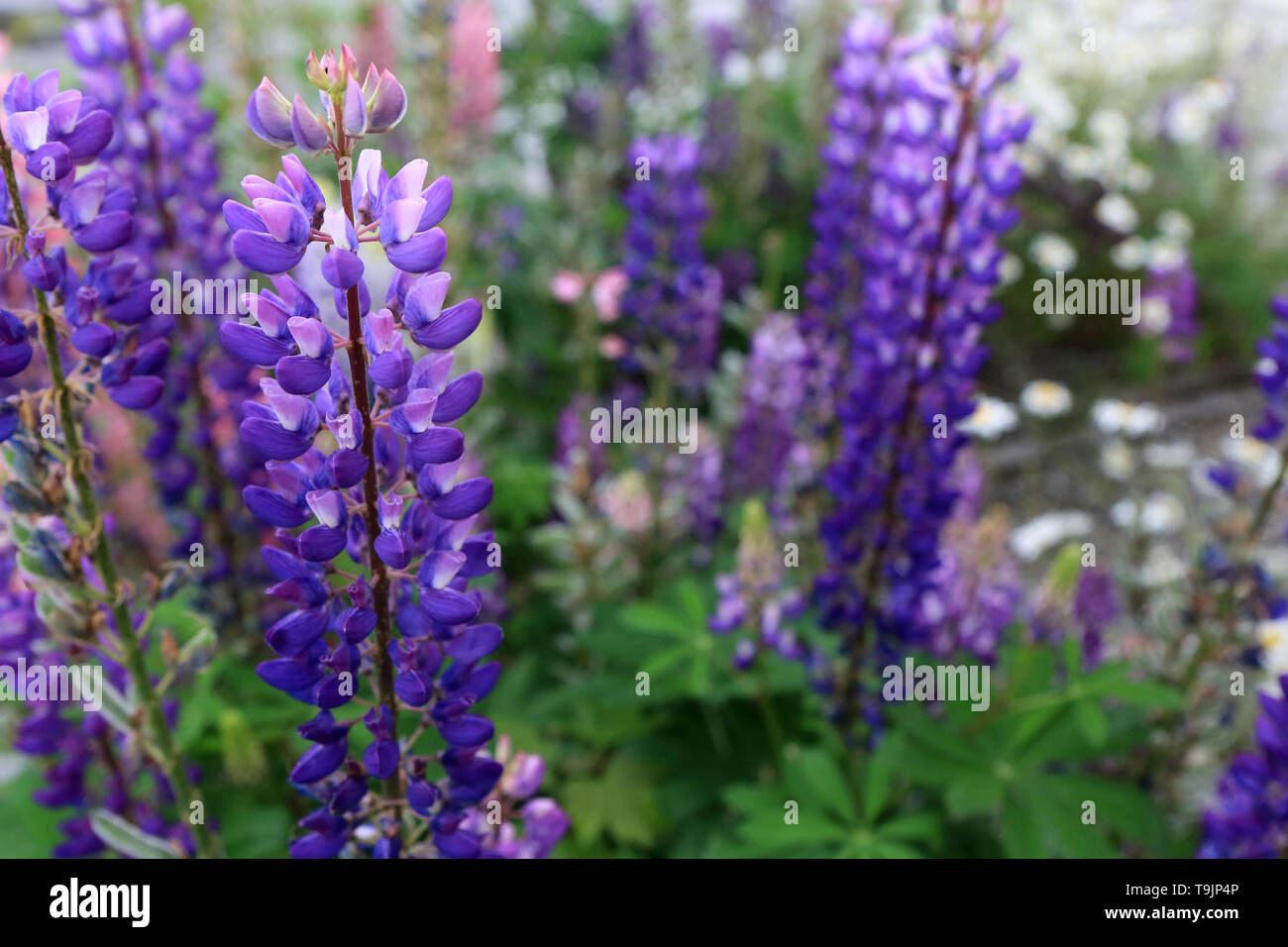Fleur mauve hi-res stock photography and images - Alamy