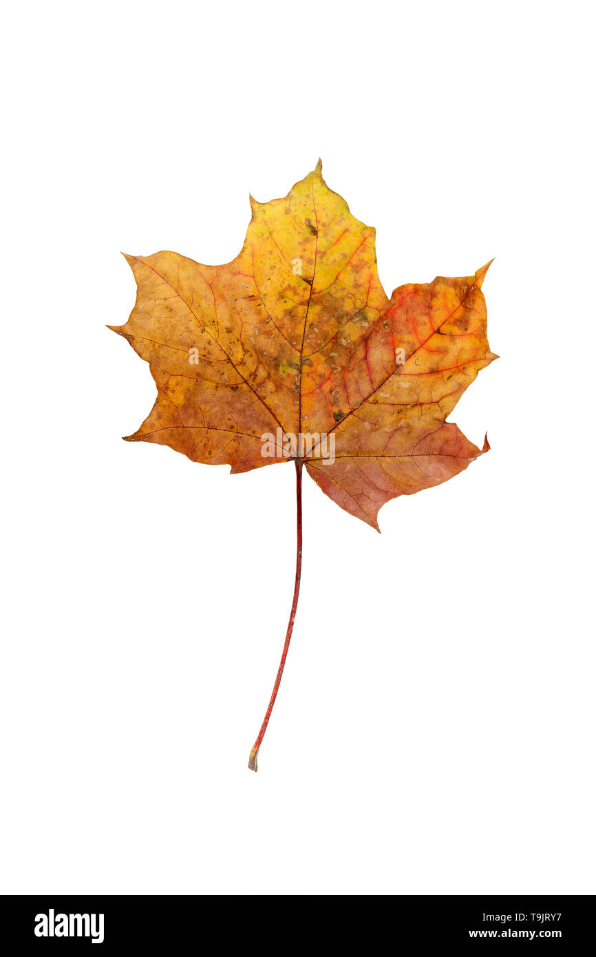 Autumn maple leaf, on white background. Isolated. Stock Photo
