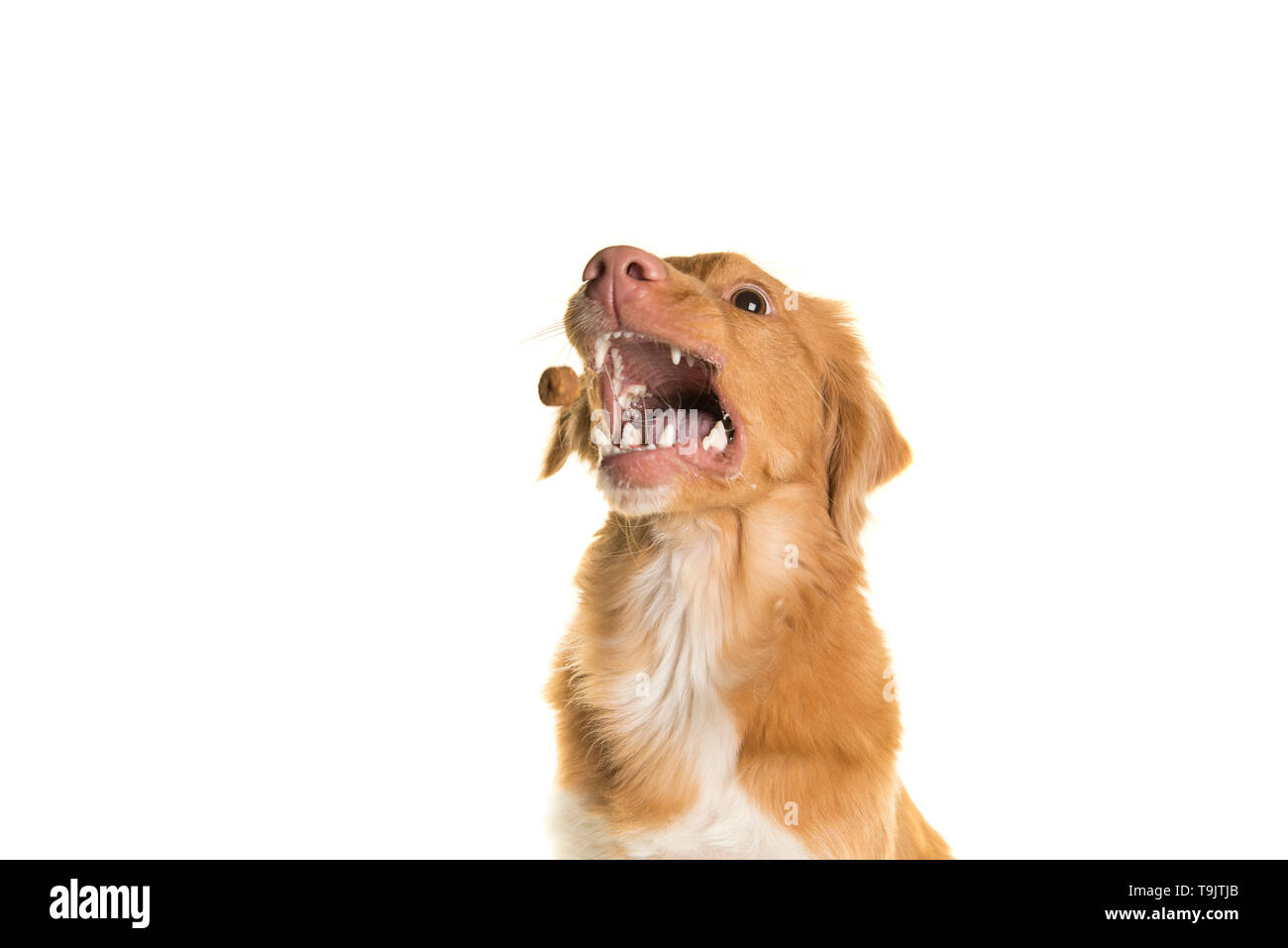 Portrait of a Toller dog catching food with mouth wide open isolated on a white background Stock Photo