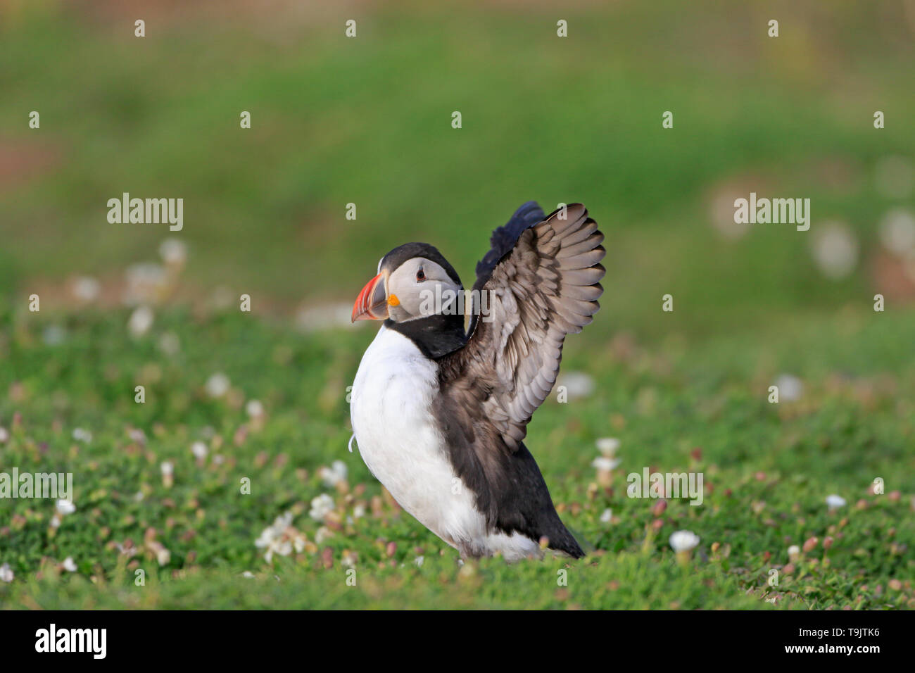 Atlantic Puffin flapping its wings on Skokholm Island Wales Stock Photo