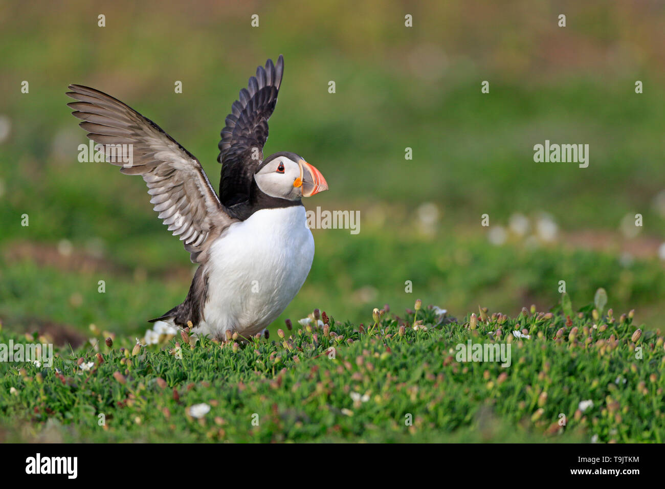 Atlantic Puffin flapping its wings on Skokholm Island Wales Stock Photo