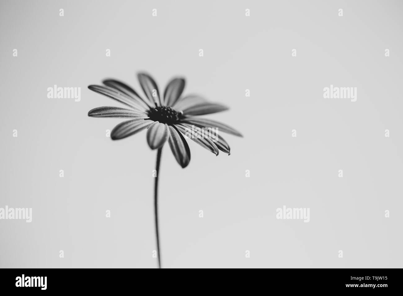 daisy flower black and white Stock Photo