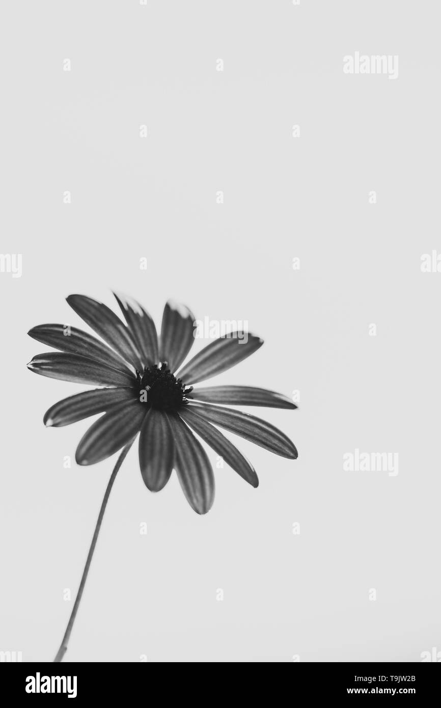 daisy flower black and white Stock Photo Alamy