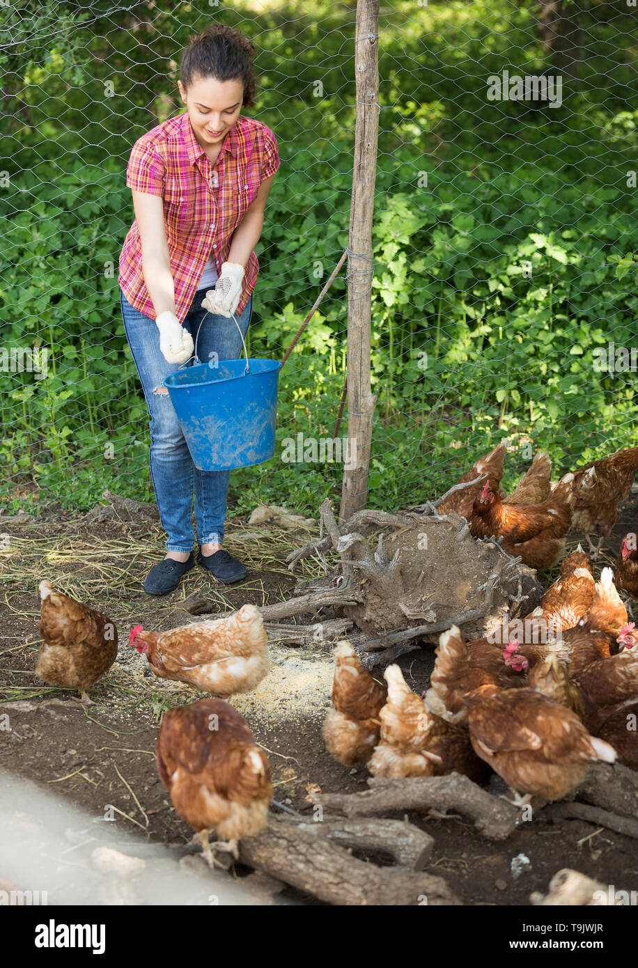 Positive woman farmer giving feeding stuff to chickens on poultry farm ...