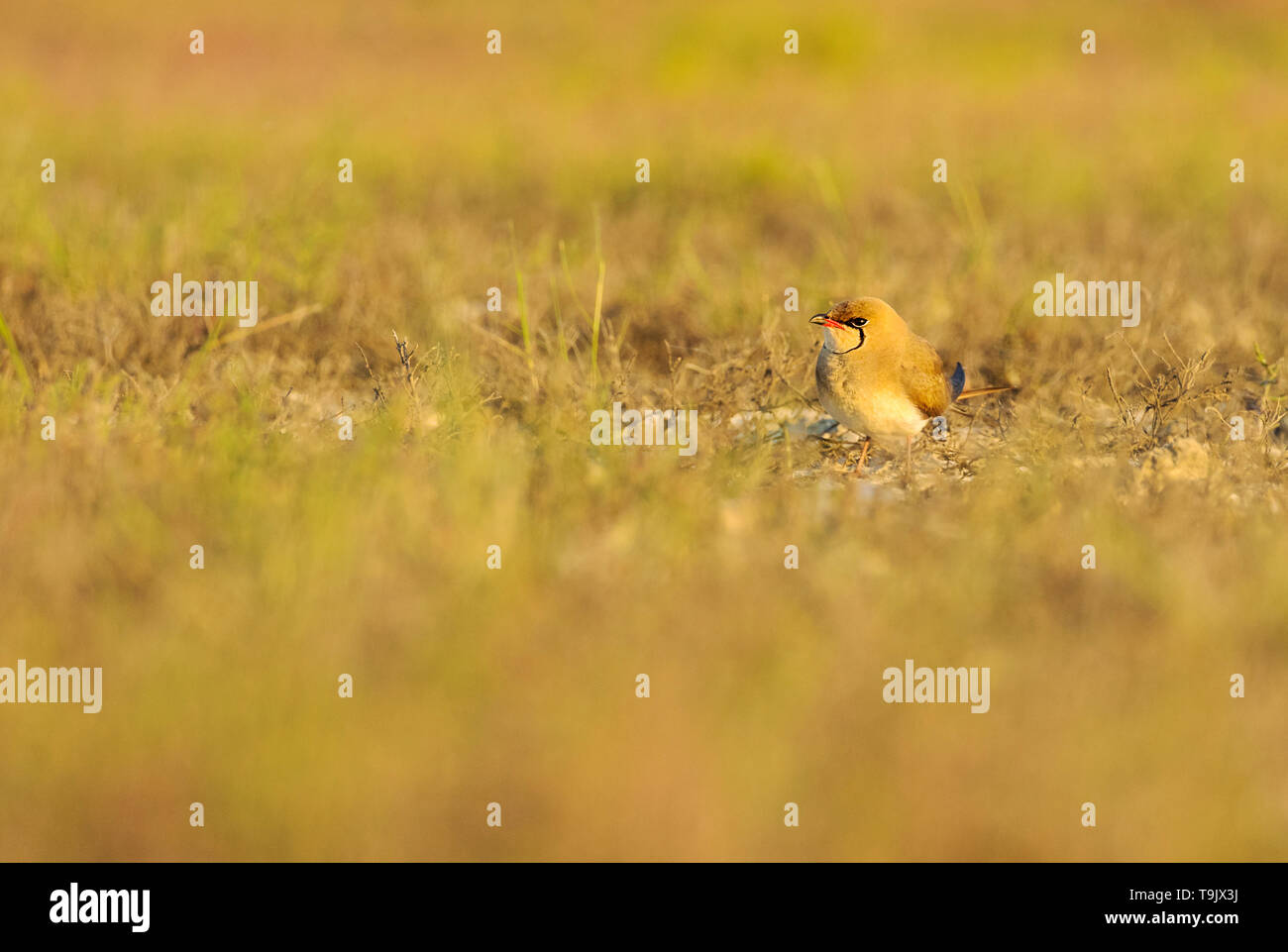 Collared Pratincole on salt flats Stock Photo