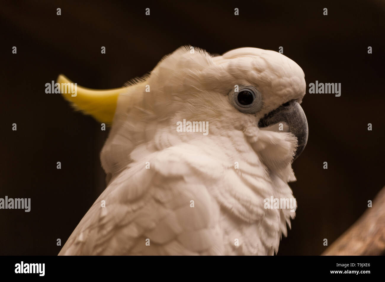 Close up portrait of a sulphur-crested cockatoo (Cacatua galerita of the family of Cacatuidae) sitting on a branch with details in white plumage Stock Photo