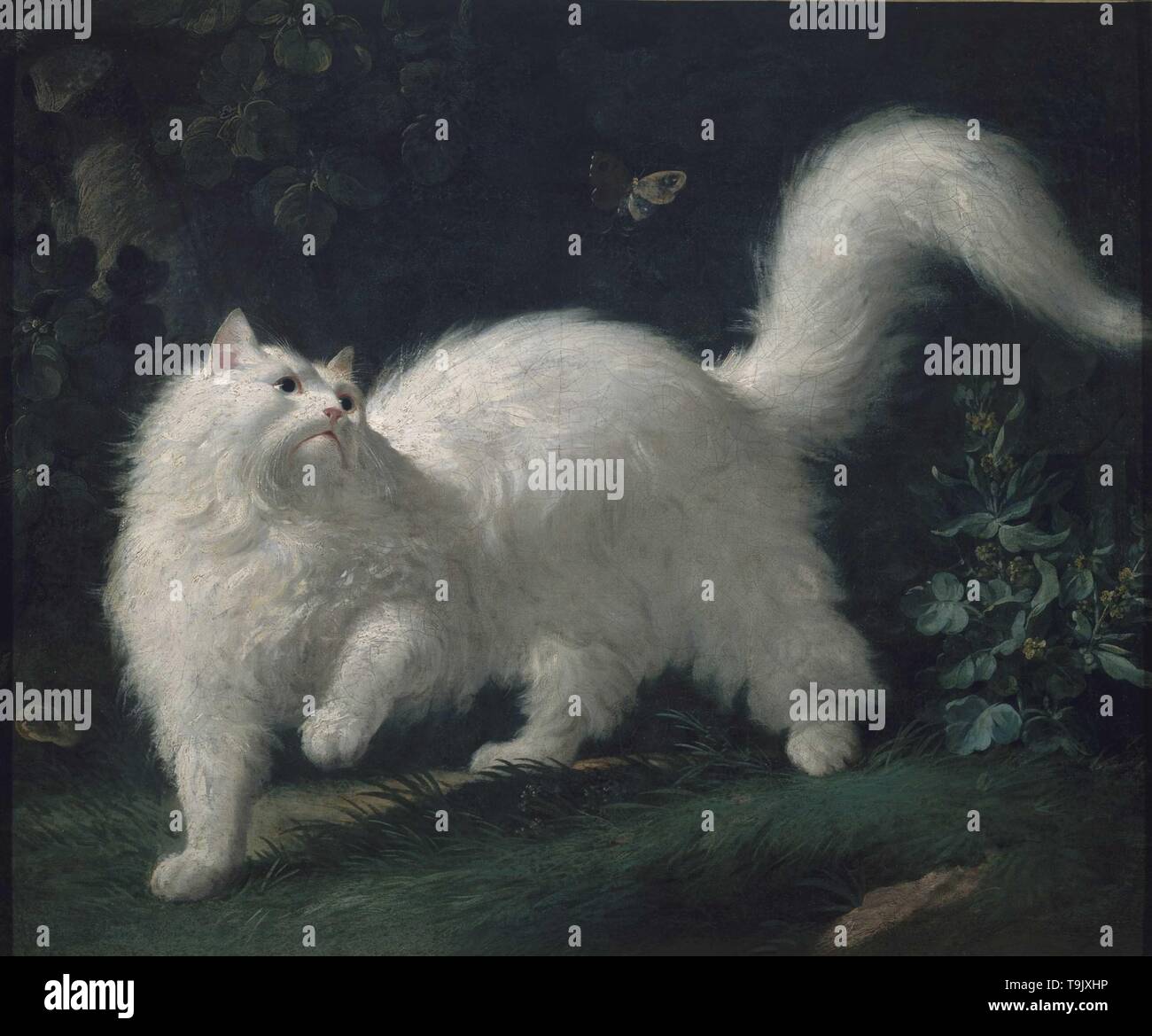 cat chasing butterfly