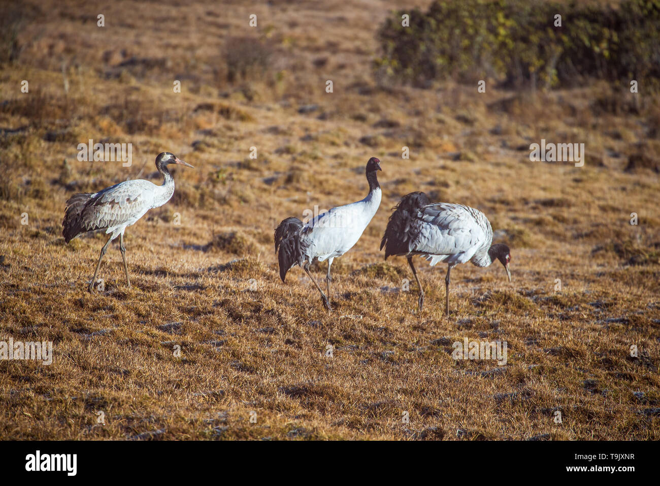 Group of black-necked crane in Phobjikha valley during winter time Stock Photo