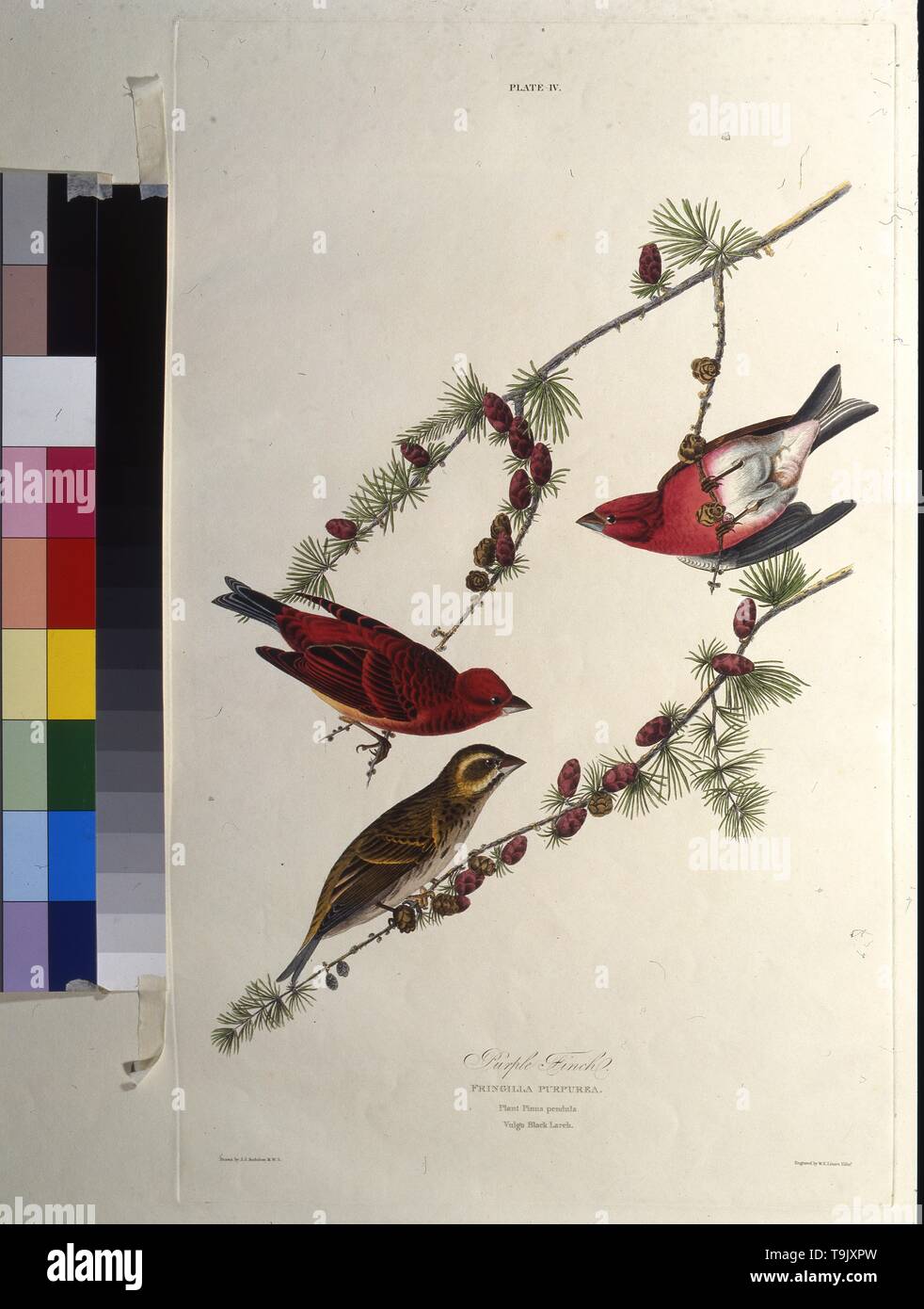 The purple finch. From 'The Birds of America'. Museum: PRIVATE COLLECTION. Author: JOHN JAMES AUDUBON. Stock Photo