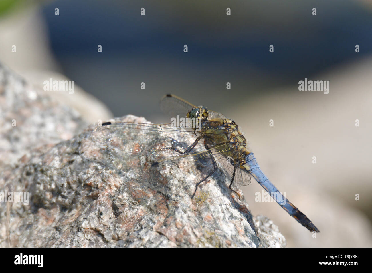 dragonfly sitting on a stone in the sun near the pond Stock Photo - Alamy