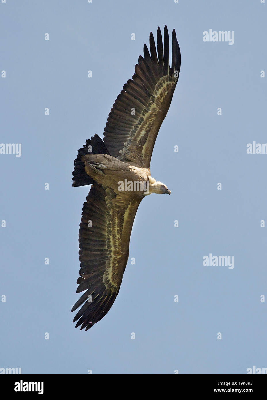 Birds of prey in france hires stock photography and images Alamy