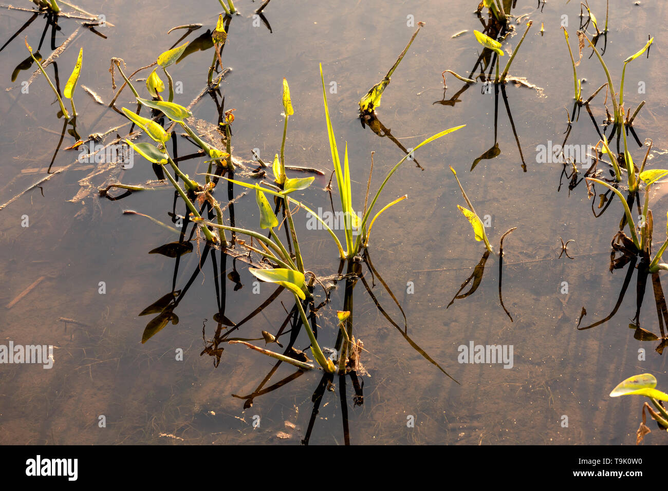 as always springtime at the pond brings new plant life to the surface Stock Photo